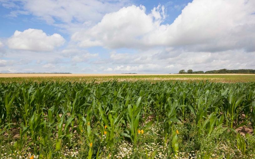 ‘Most comprehensive’ genetic analysis of maize plant will help raise yields, expand its range