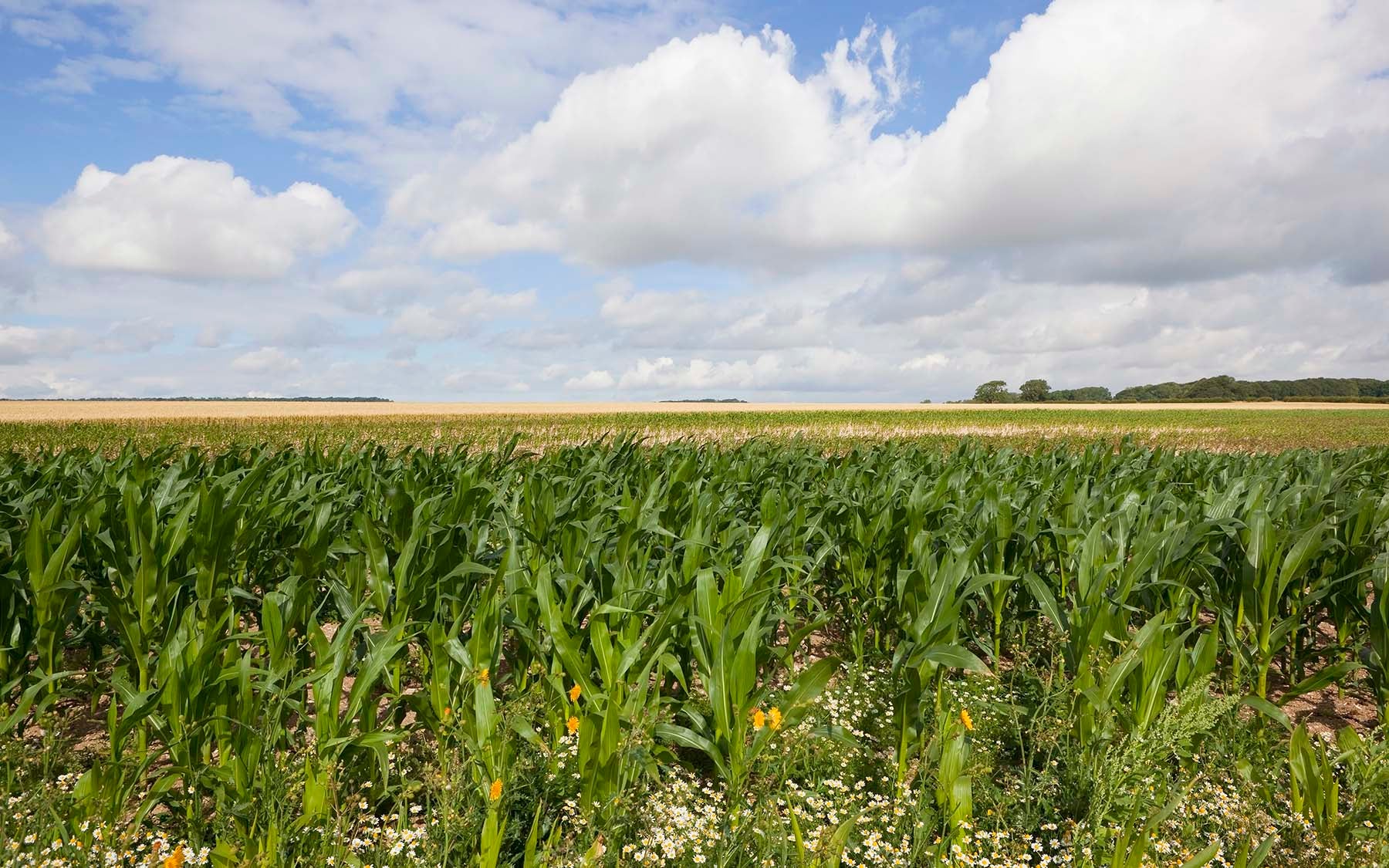 Maize Landscape