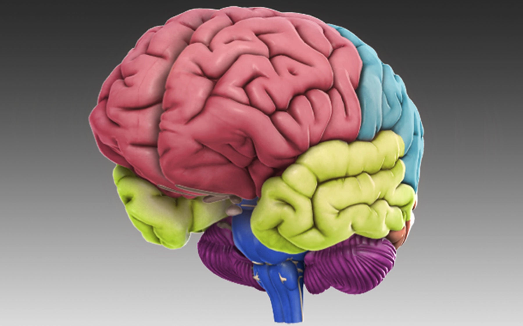 3D brain