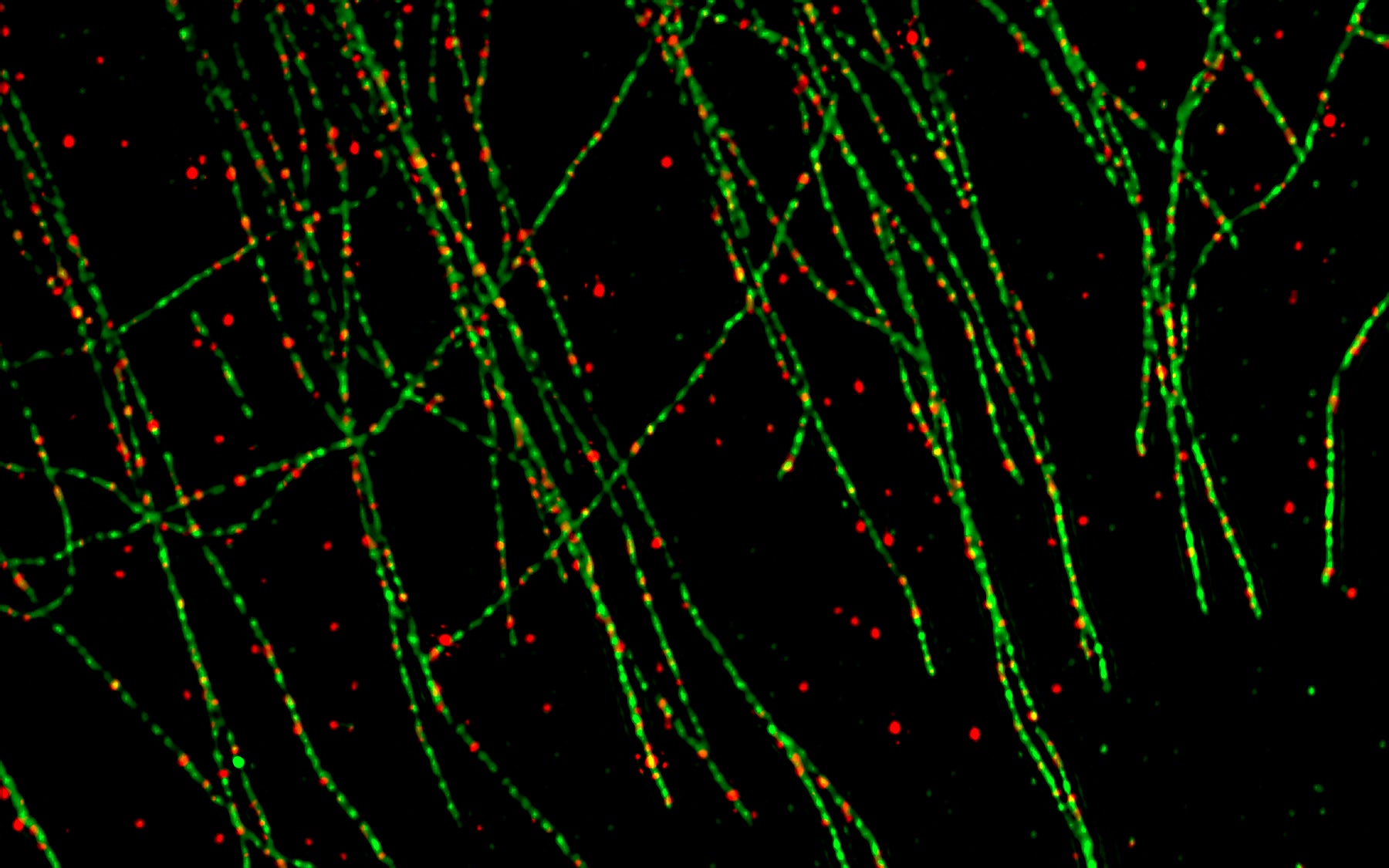 PTEN proteins