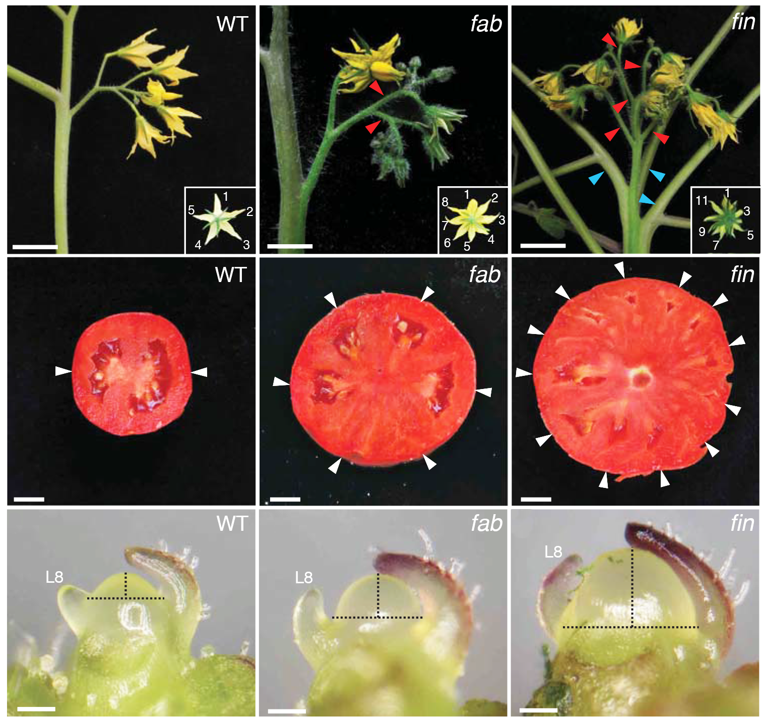 Томат растение биология. Цветок томата. Генетика растений. Плод томата. Растительность в помидорах.