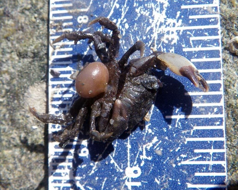 Eurypanopeus depressus