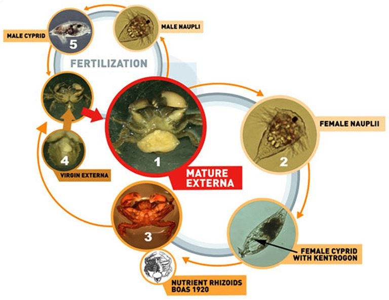 parasitic life cycle