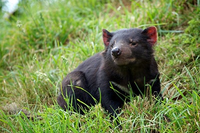 Tasmanian devils