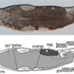 flatworm