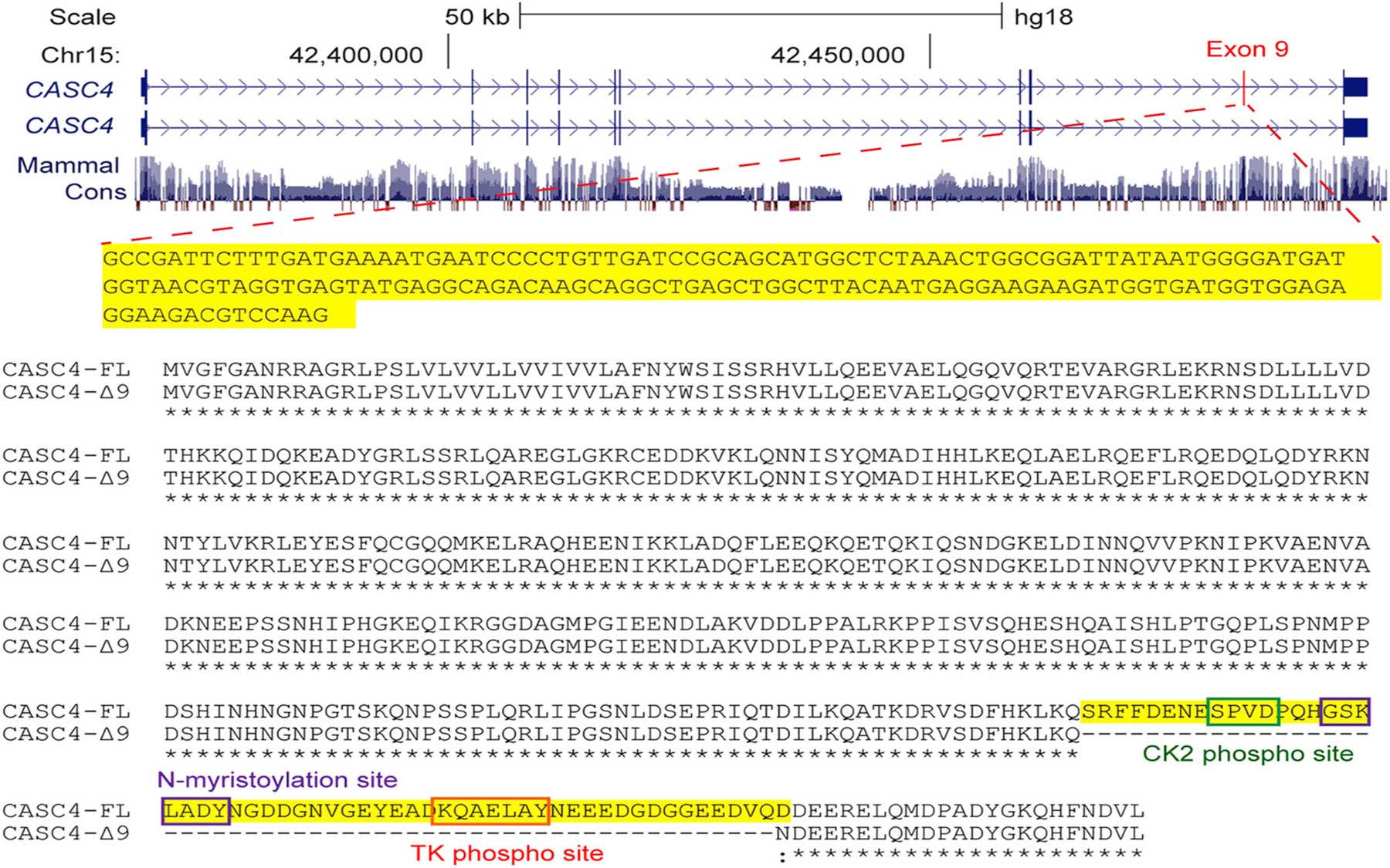 CASC4 protein isoforms