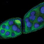 piwi rna