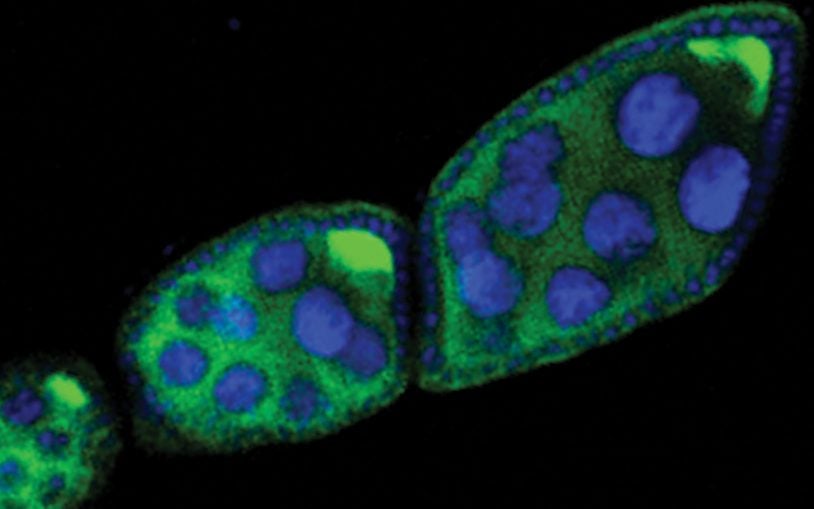 piwi rna