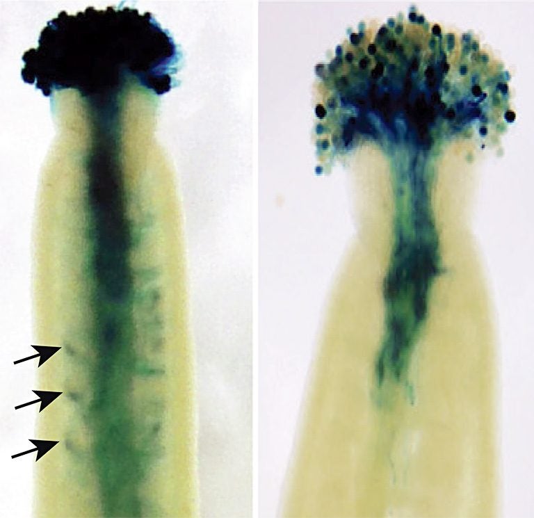 Arabidopsis gene mutation