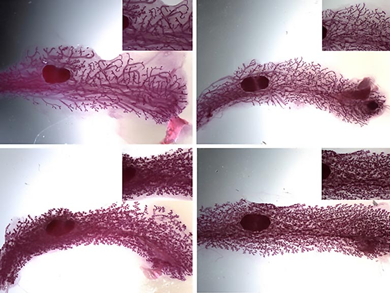 mouse mammary gland