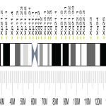 Human chromosome X ideogram
