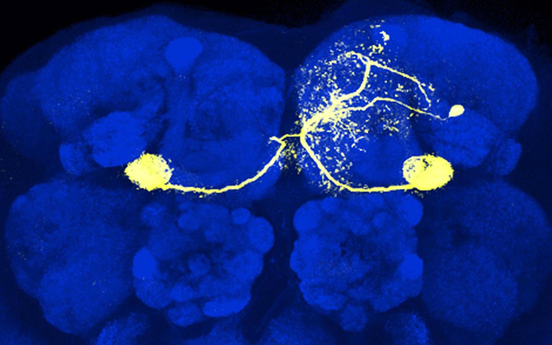 fruit fly neuron