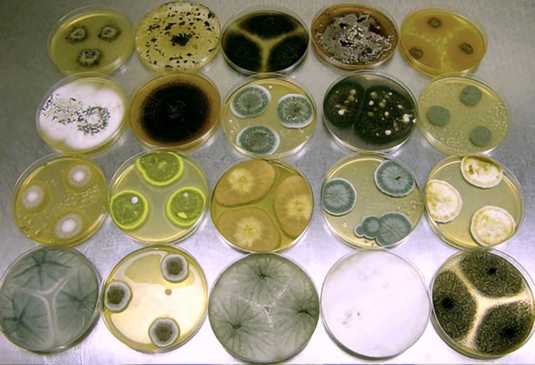 ascomycete fungi
