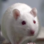 lab rat