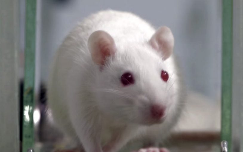 A new way to fear: Lady lab rats raise important questions for behavioral research