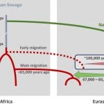 Neanderthal mating