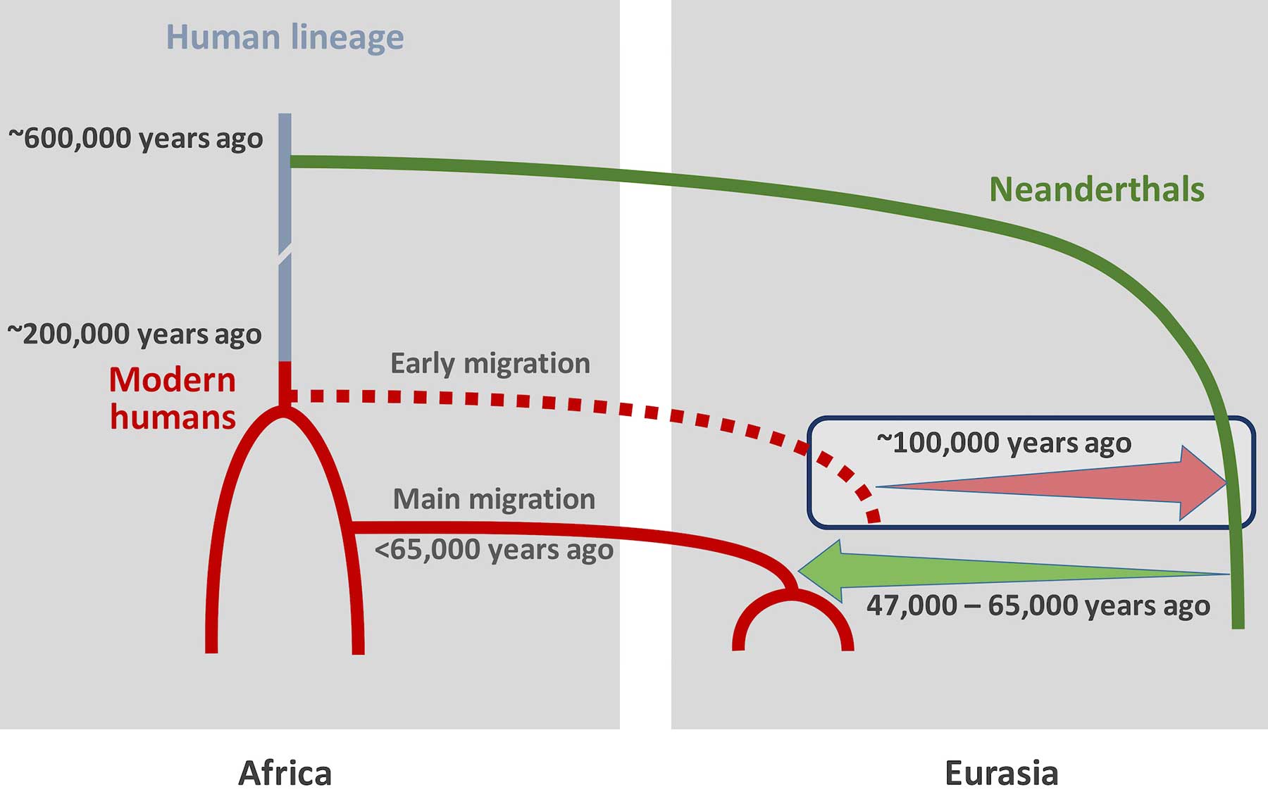 Neanderthals Mated With Modern Humans Much Earlier Than Previously Thought Study Finds Cold Spring Harbor Laboratory