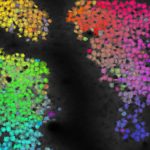mouse brain