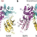 Structures of GluN1b GluN2B ATD heterodimers