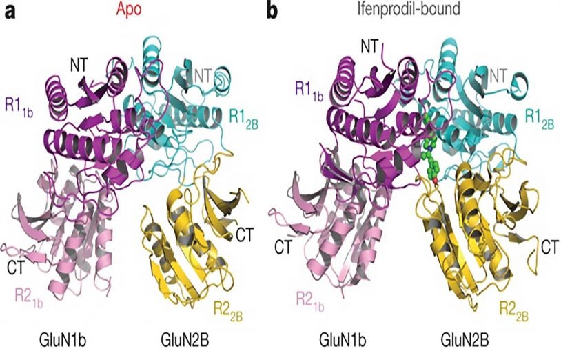Structures of GluN1b GluN2B ATD heterodimers