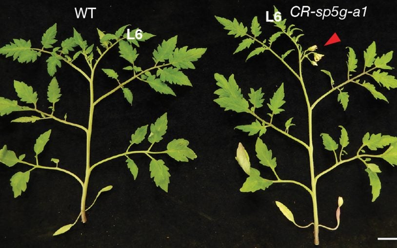 Gene editing yields tomatoes that flower and ripen weeks earlier