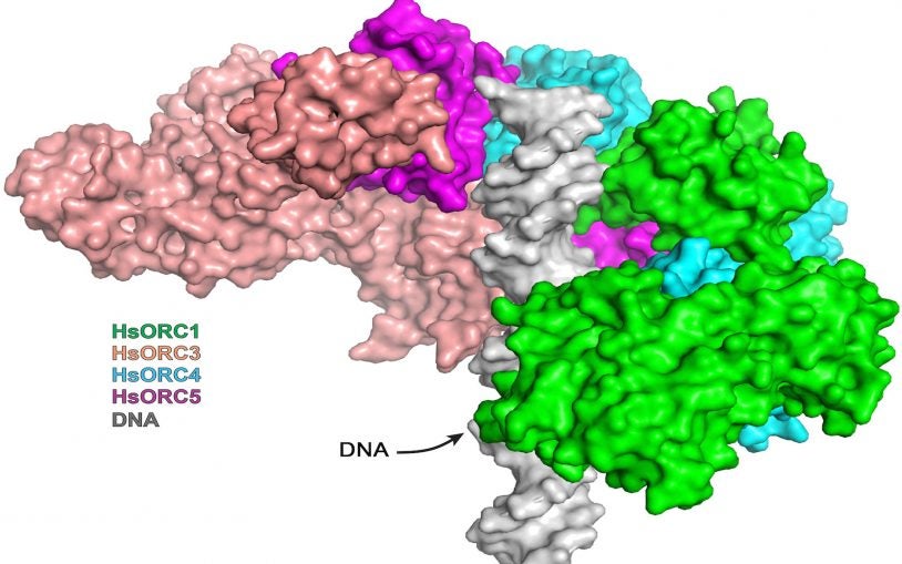 Protein complex that takes first steps in human DNA replication dance is captured at high atomic resolution
