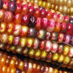 transposon streaked corn