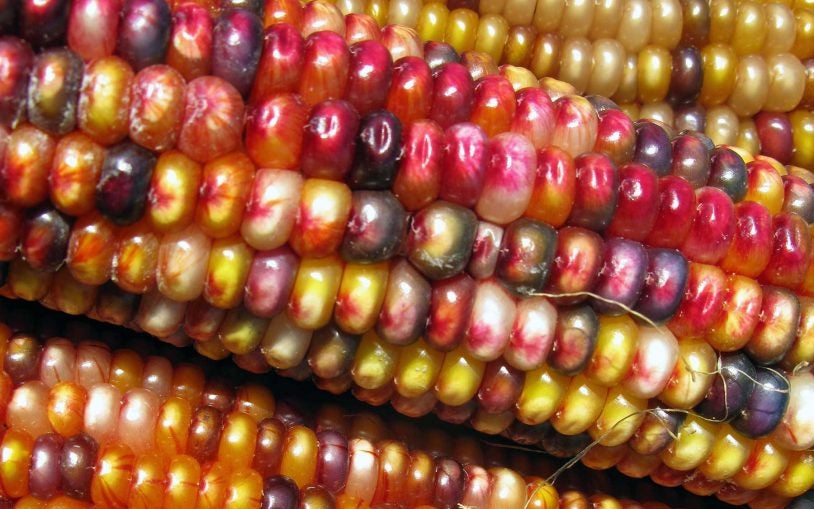 transposon streaked corn