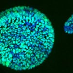 blue organoids