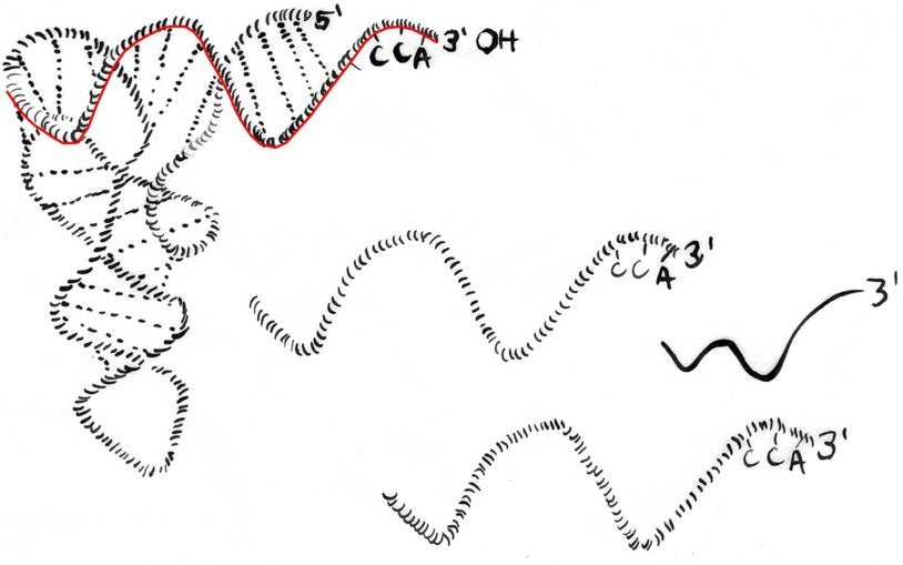 Newly identified small RNA fragments defend the genome when it’s ‘naked’