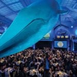 photo of whale at NYC Museum of Natural History