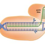 CRISPR