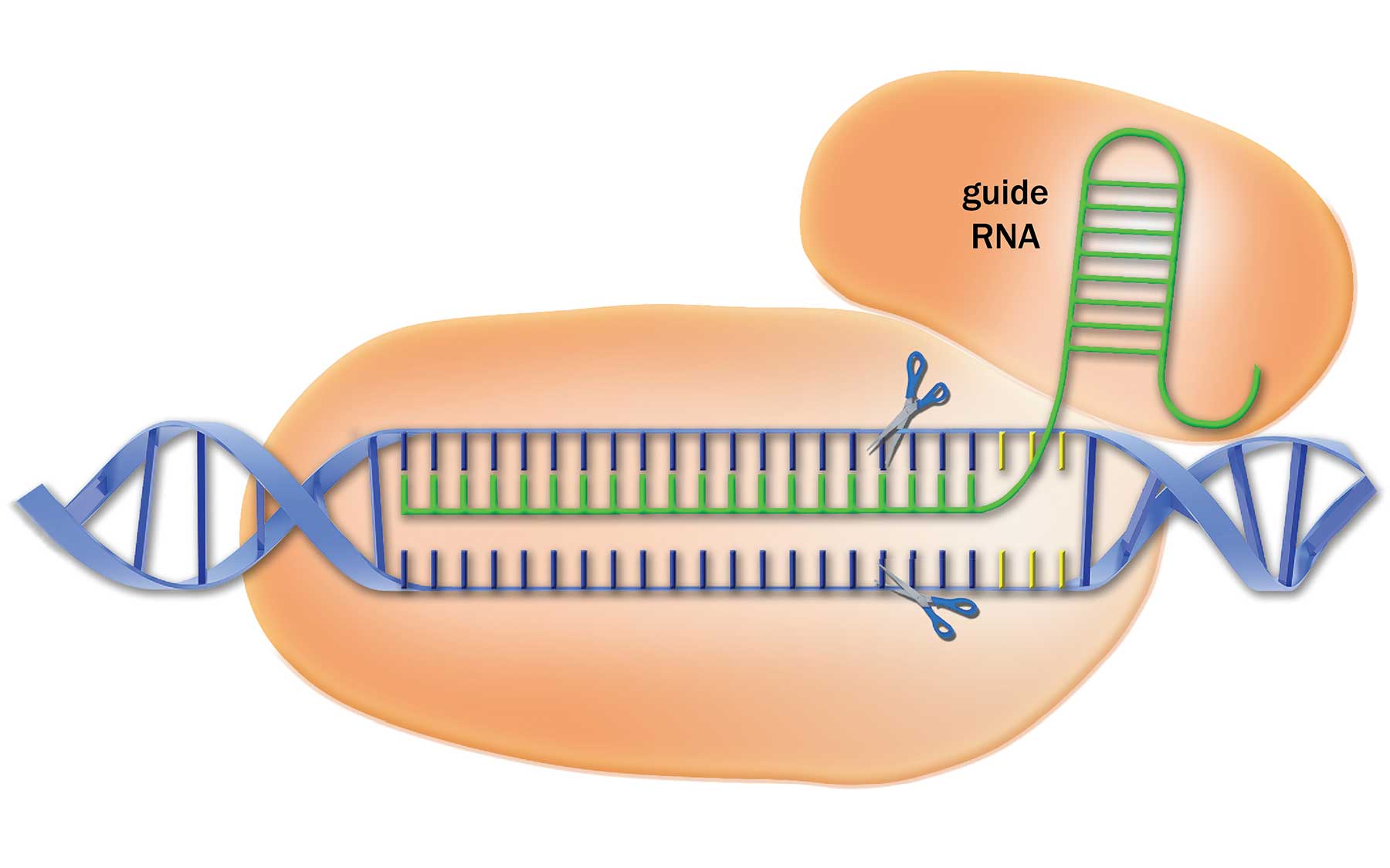 CRISPR