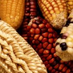 GEM Corn