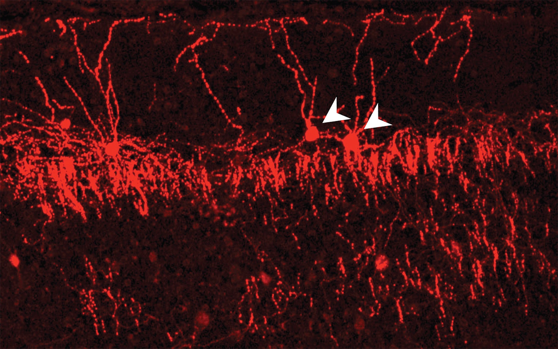 Index, From Neurons to Neighborhoods: The Science of Early Childhood  Development