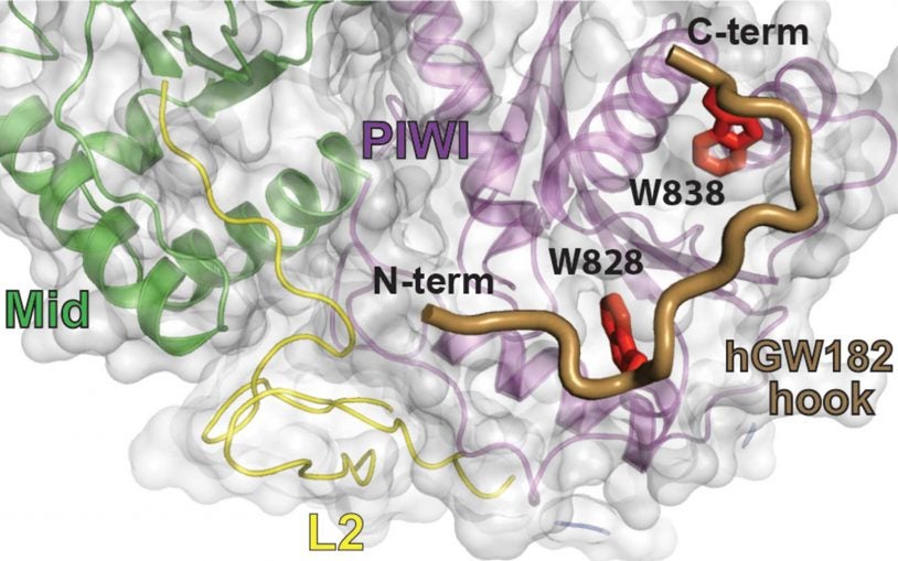 Structural view suggests RNAi machinery multiplies its efficiency in repressing gene expression
