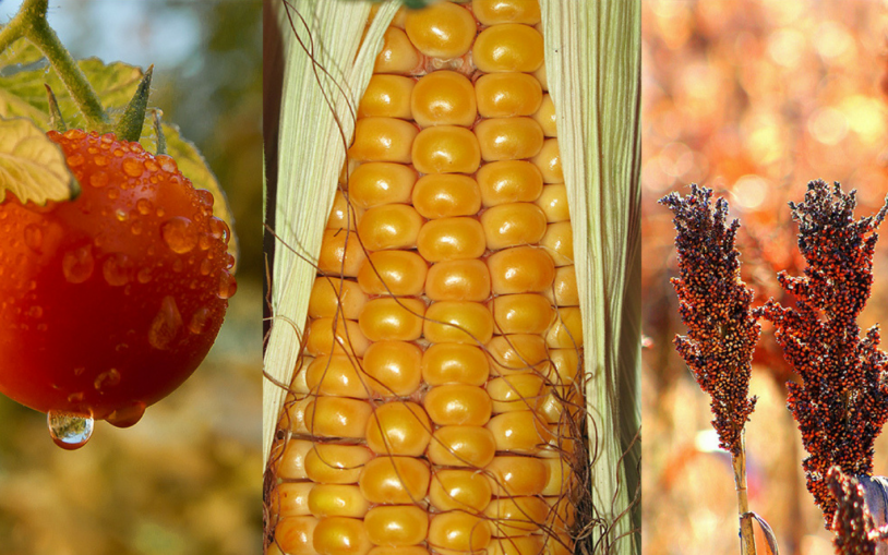 Public Lecture: THE CHANGING RELATIONSHIP BETWEEN HUMANS AND PLANTS – “It’s complicated”