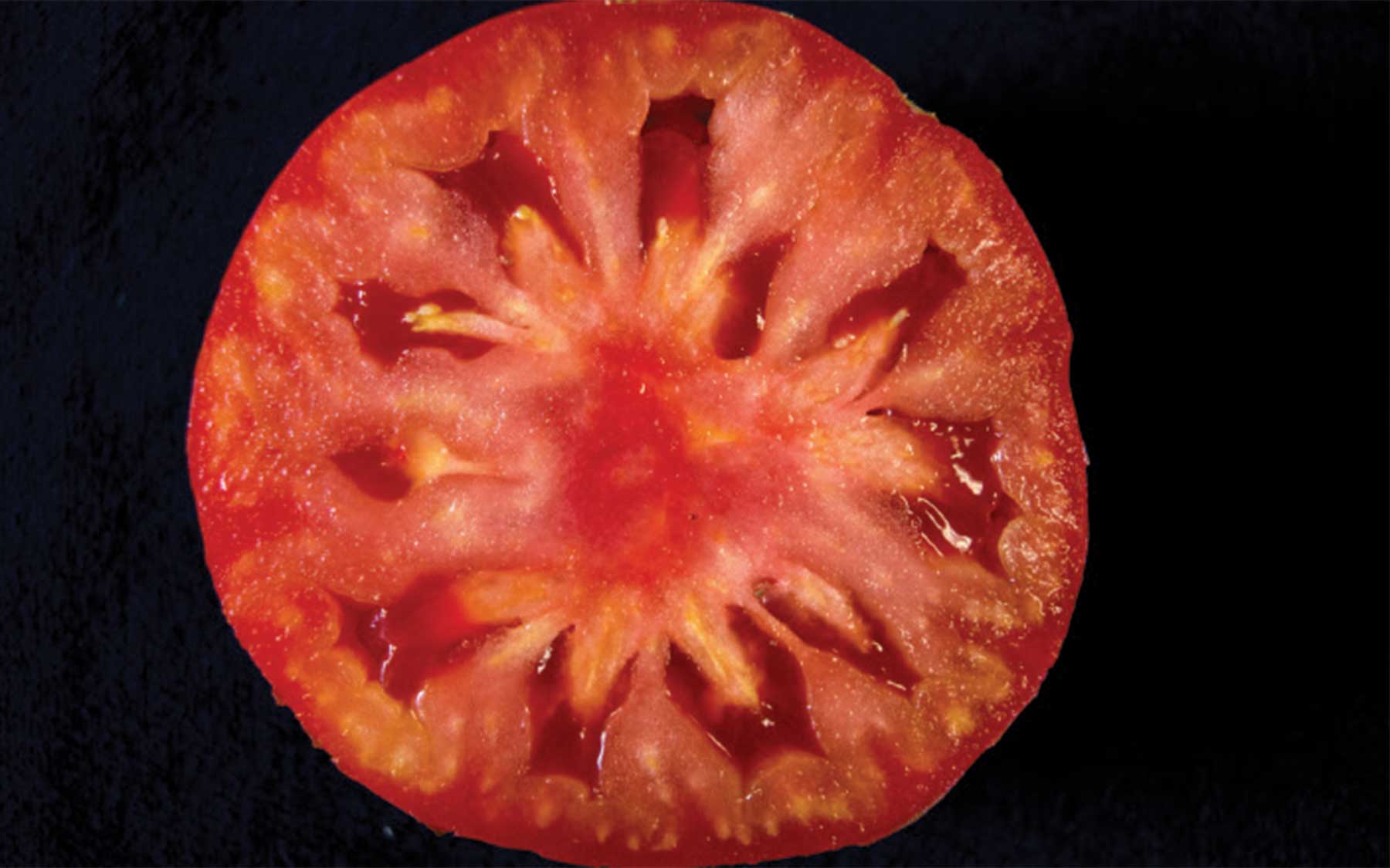 tomato