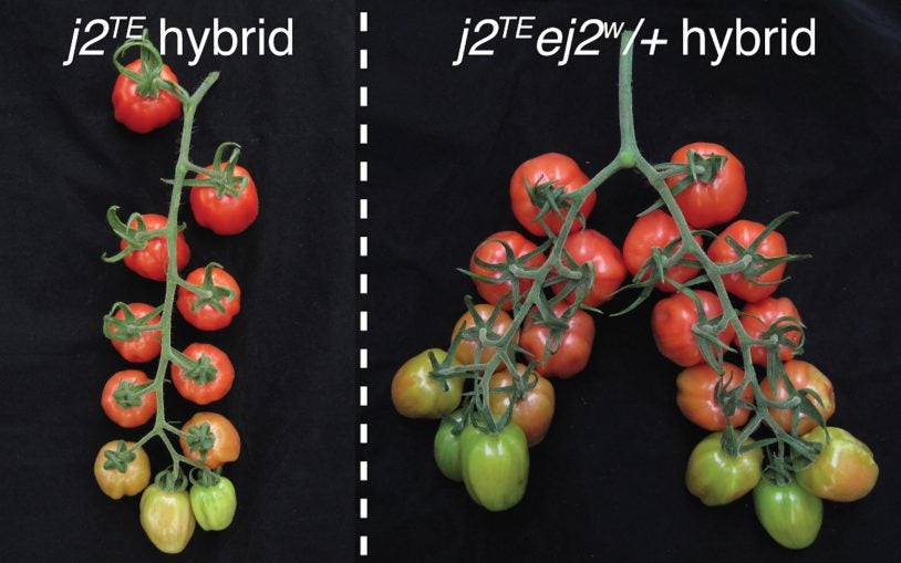 Fine-tuning dosage of mutant genes unleashes long-trapped yield potential in tomato plants