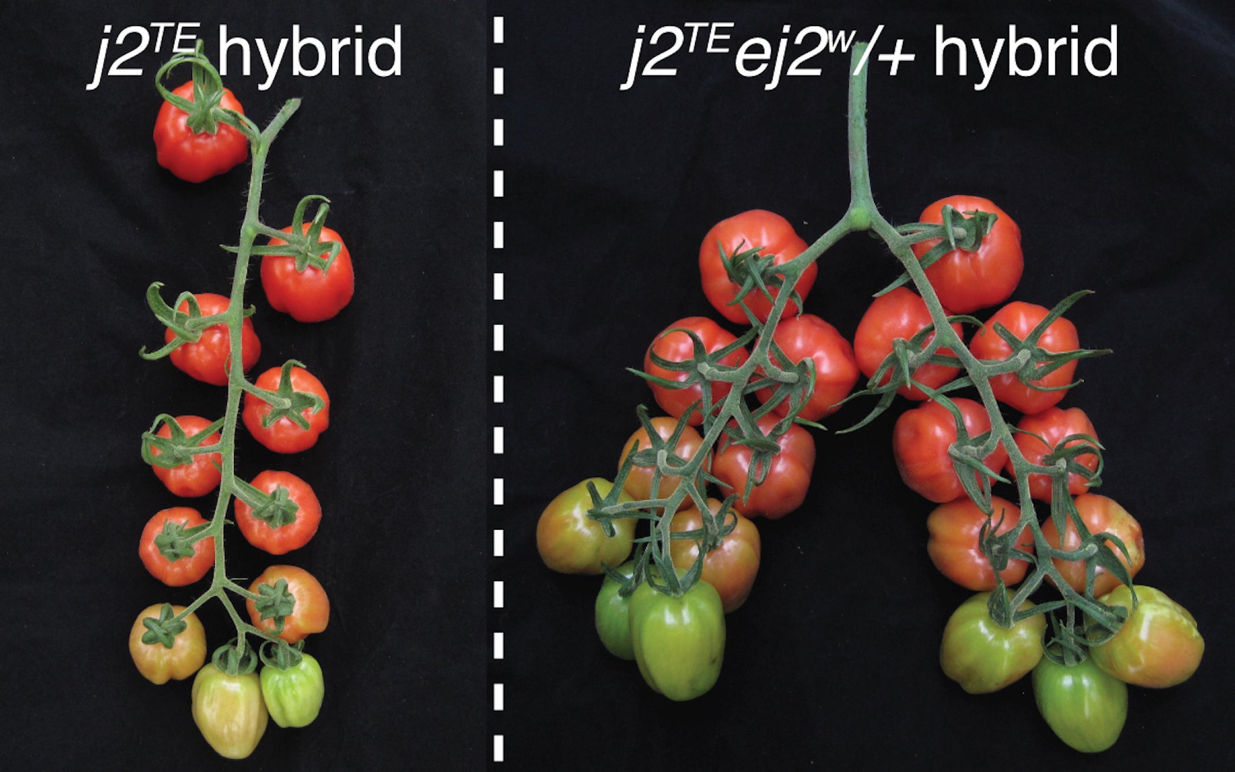 Fine Tuning Dosage Of Mutant Genes Unleashes Long Trapped Yield