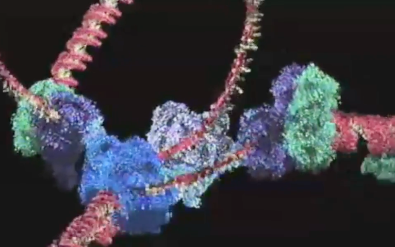 Quiescent cells brings to light the essential role of RNA interference