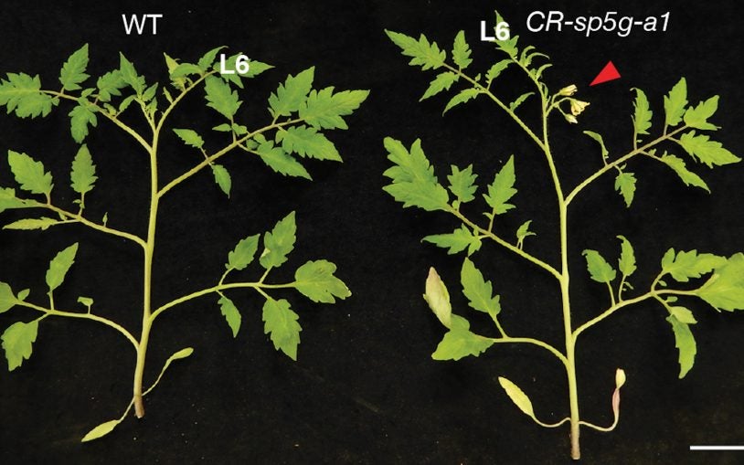 Gene editing yields tomatoes that flower and ripen weeks earlier