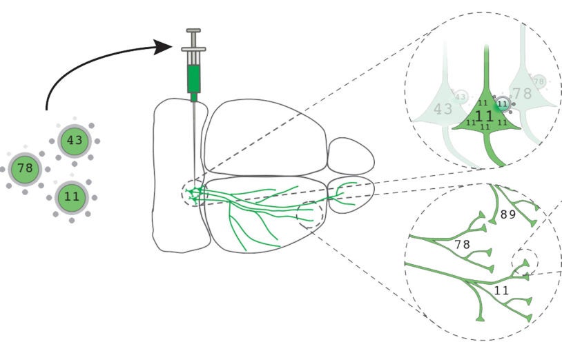 Revolutionary method to map the brain at single-neuron resolution is successfully demonstrated