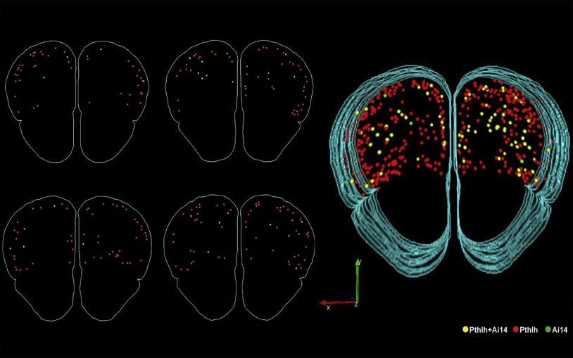 For brain cells, you are who you speak to