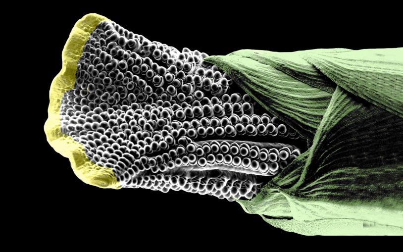 One experiment: What can scientists learn from an odd-looking mutant ear of corn?