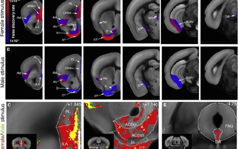 Mapping social behavior-induced brain activation at cellular resolution in the mouse