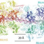 DNA double helix