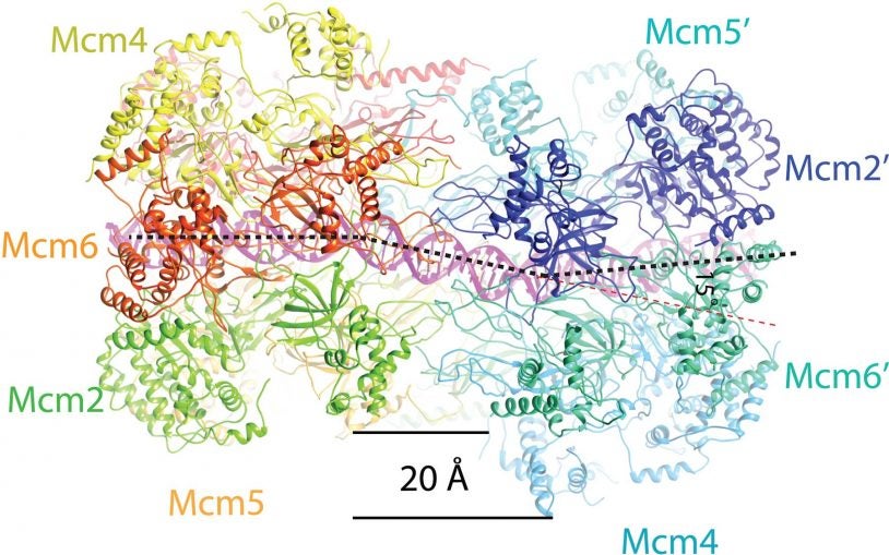 DNA double helix