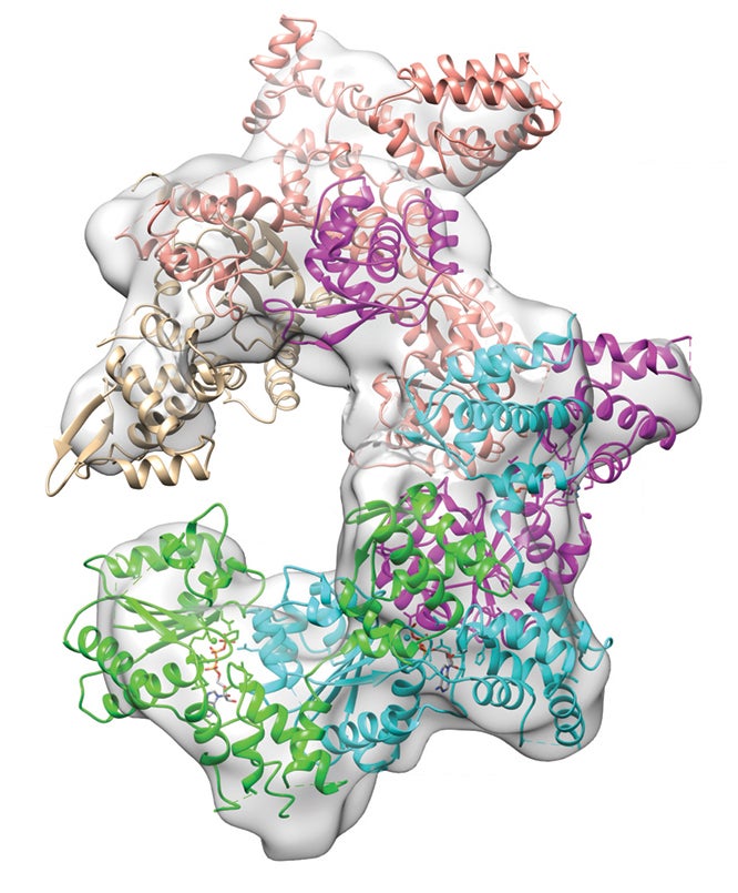 ORC protein complex