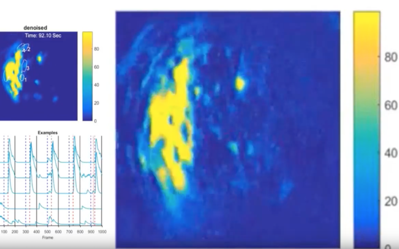 A Halloween treat: The neuroscience of fear